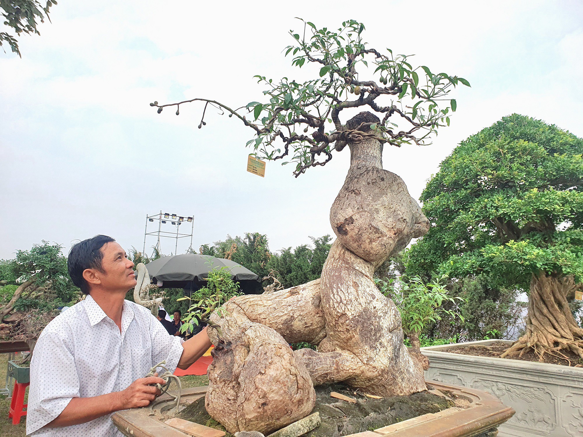 Tại một triển lãm về cây cảnh vừa được tổ chức tại Hà Nội, anh Phạm Văn Thao (SN 1975), trú tại Quy Nhơn (Bình Định) đã mang đến trưng bày một cây cóc hình dáng khá đặc biệt, thu hút sự quan tâm của đông đảo khách tham quan.