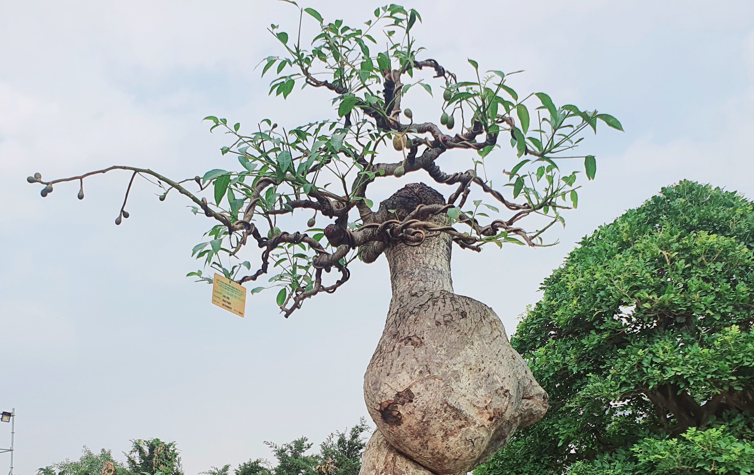 Anh Thao cho biết, cách đây 8 năm, vì quá thích cây cóc này nên tôi đã chi ra số tiền tương đối lớn để mua về.