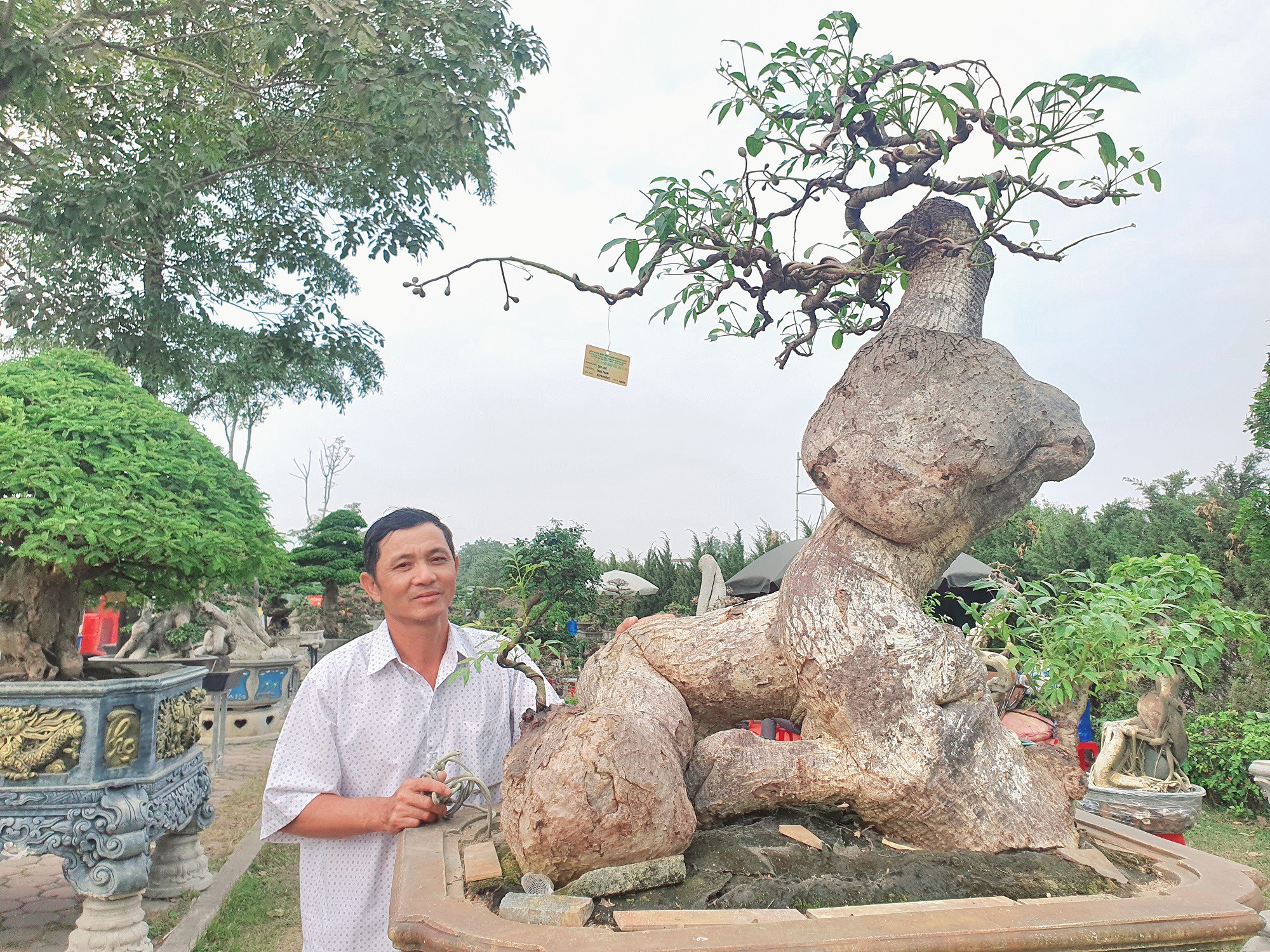 Vượt 1.100km từ Bình Định ra Hà Nội, trưng bày cây phục vụ những người yêu cây cảnh, đã có người trả anh số tiền 250 triệu đồng để “rinh” cây cóc này về nhưng anh không bán. "Hiện tại, giá trị của cây cóc này không dưới 300 triệu đồng”, anh Thao nói.