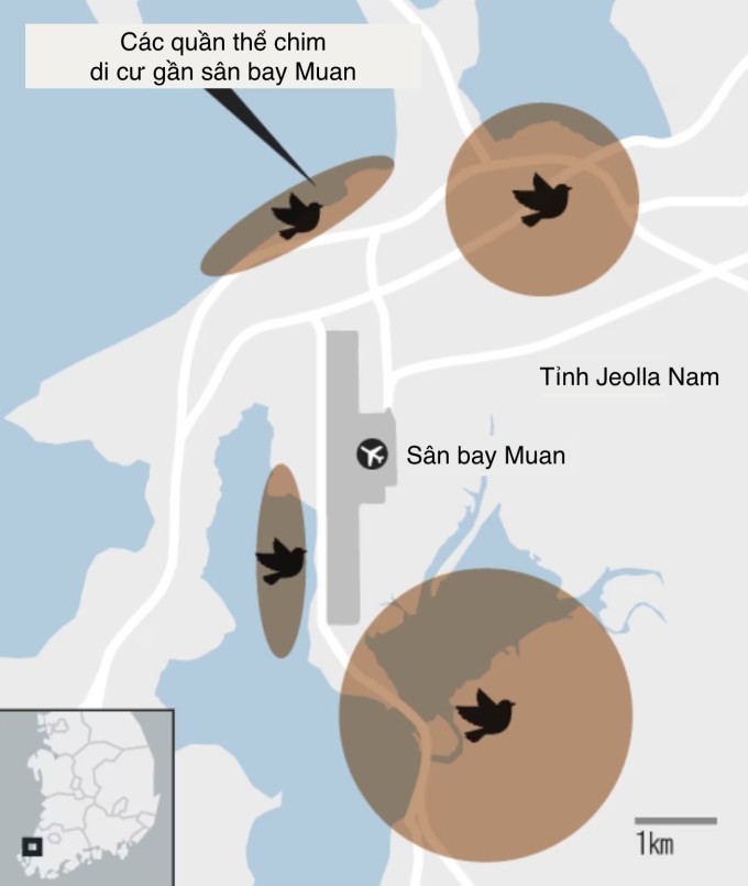 Vị trí các quần thể chim di cư gần sân bay quốc tế Muan. Đồ họa: Chosun