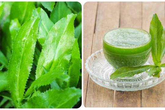 Nước lá mùi tàu có tác dụng làm ra mồ hôi, khu phong tán hàn.