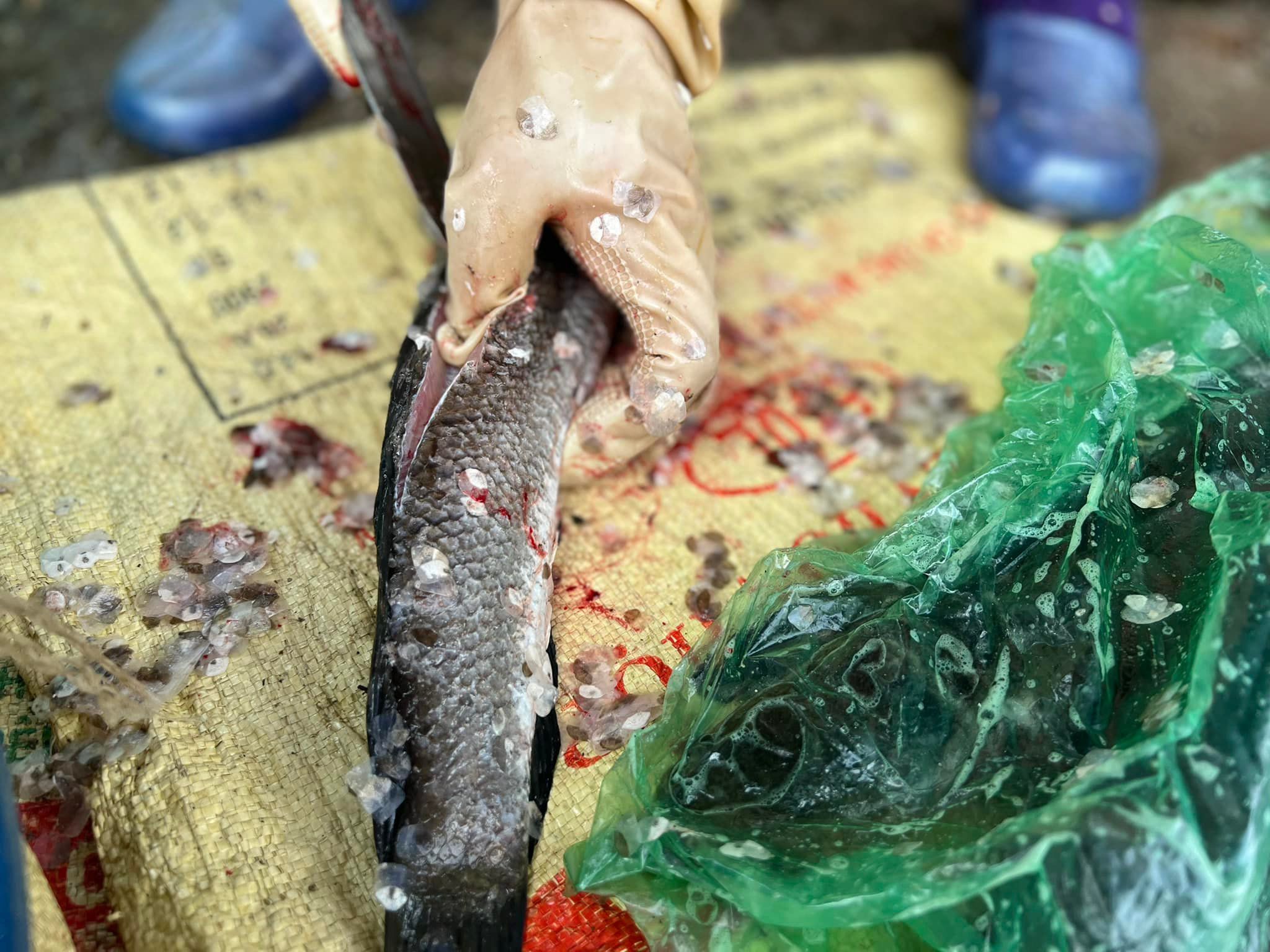 Cá mổ sạch,&nbsp;đánh vảy, bỏ đầu đuôi.