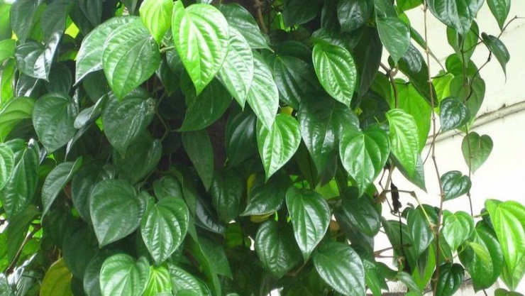 Lá trầu không từng hiện diện trong hầu hết các gia đình Việt Nam xưa, từ nghi lễ cưới hỏi, thờ cúng đến những bài thuốc dân gian trị ho, đau đầu, viêm nhiễm.