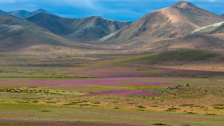 Màu xanh của cỏ và hồng của hoa bao phủ một phần sa mạc Atacama. Ảnh: Live Science