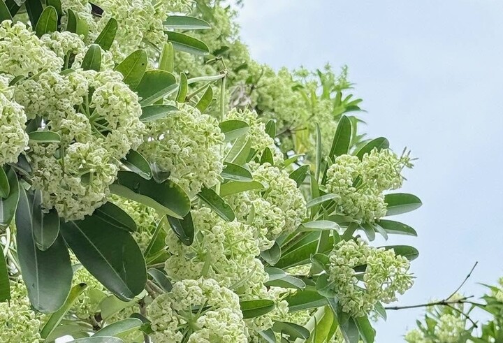Hoa sữa từ lâu gắn với mùa thu Hà Nội, vừa gợi thương nhớ, vừa gây tranh cãi bởi mùi hương nồng đặc trưng.